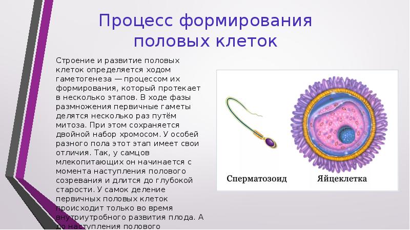 Развитие половых клеток презентация 10 класс