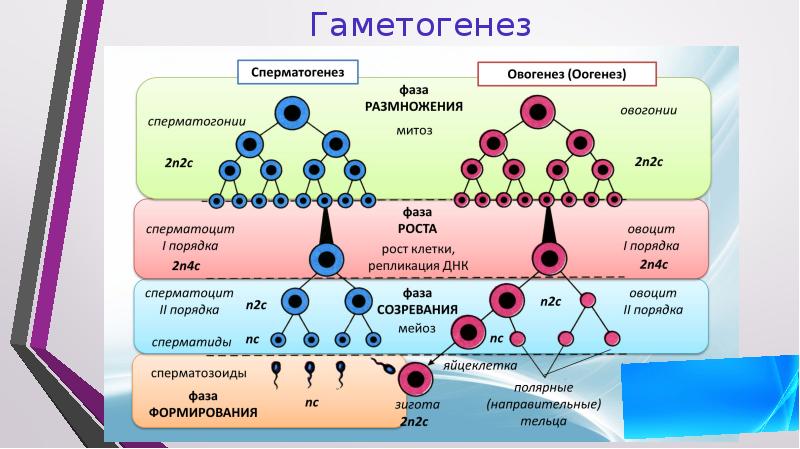 Расставьте на схеме недостающие подписи гаметогенез у животных