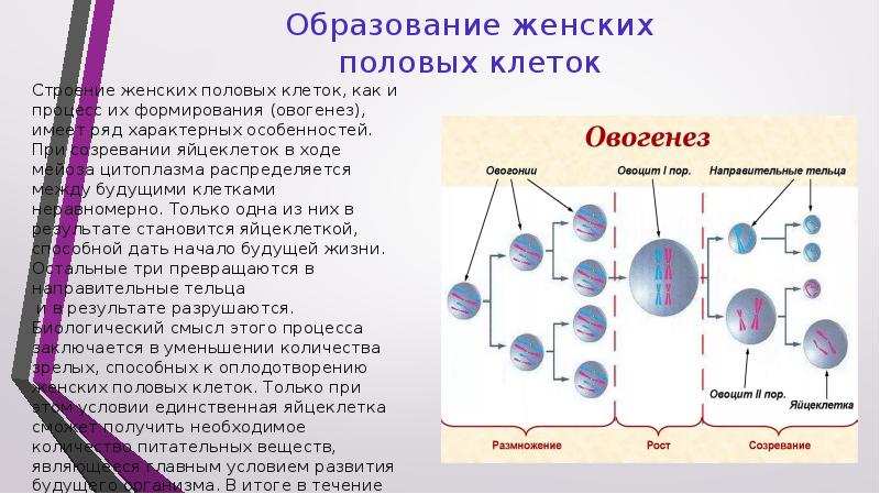 Особенности образования половых клеток презентация