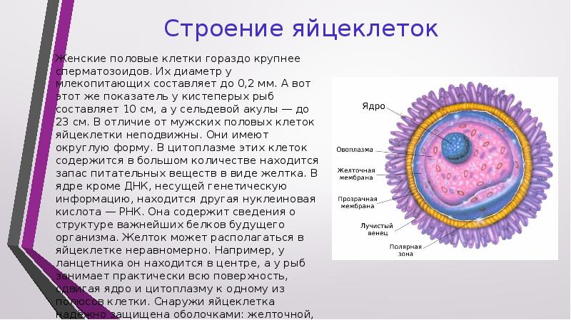 Яйцеклетка картинка с подписями