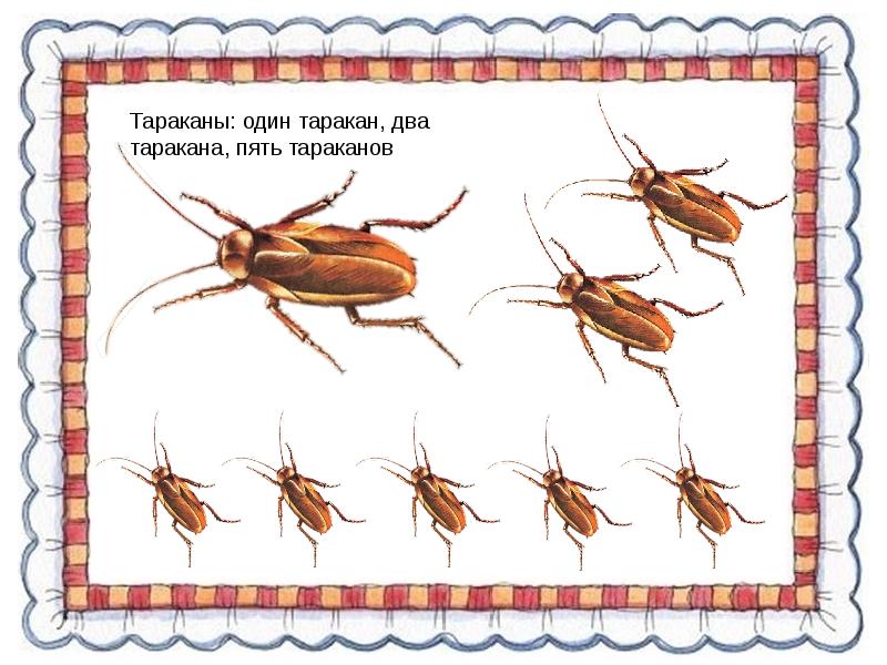Таракан по английски. Тараканы задания для детей. Вышивка таракан. Насекомые таракан для детского сада. Карточки для детского сада насекомых таракан.