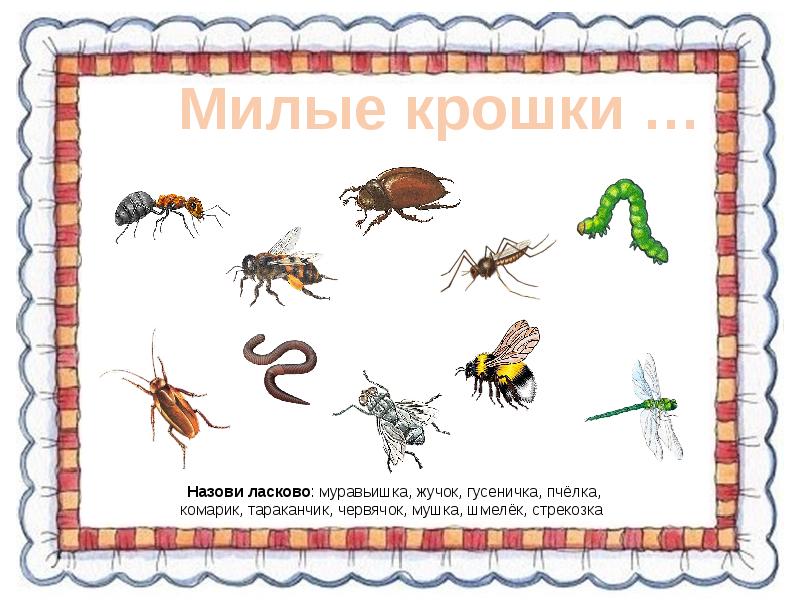 Развитие речи насекомые средняя группа. Насекомые для дошкольников. Насекомые задания для дошкольников. Тема насекомые для дошкольников. Насекомые. Карточки.