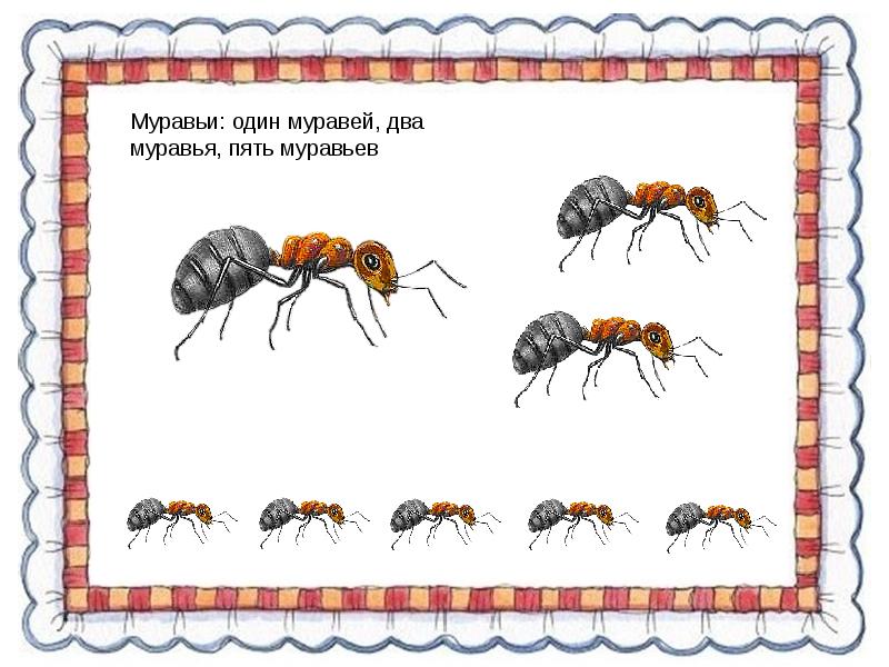 Презентация логопедия насекомые