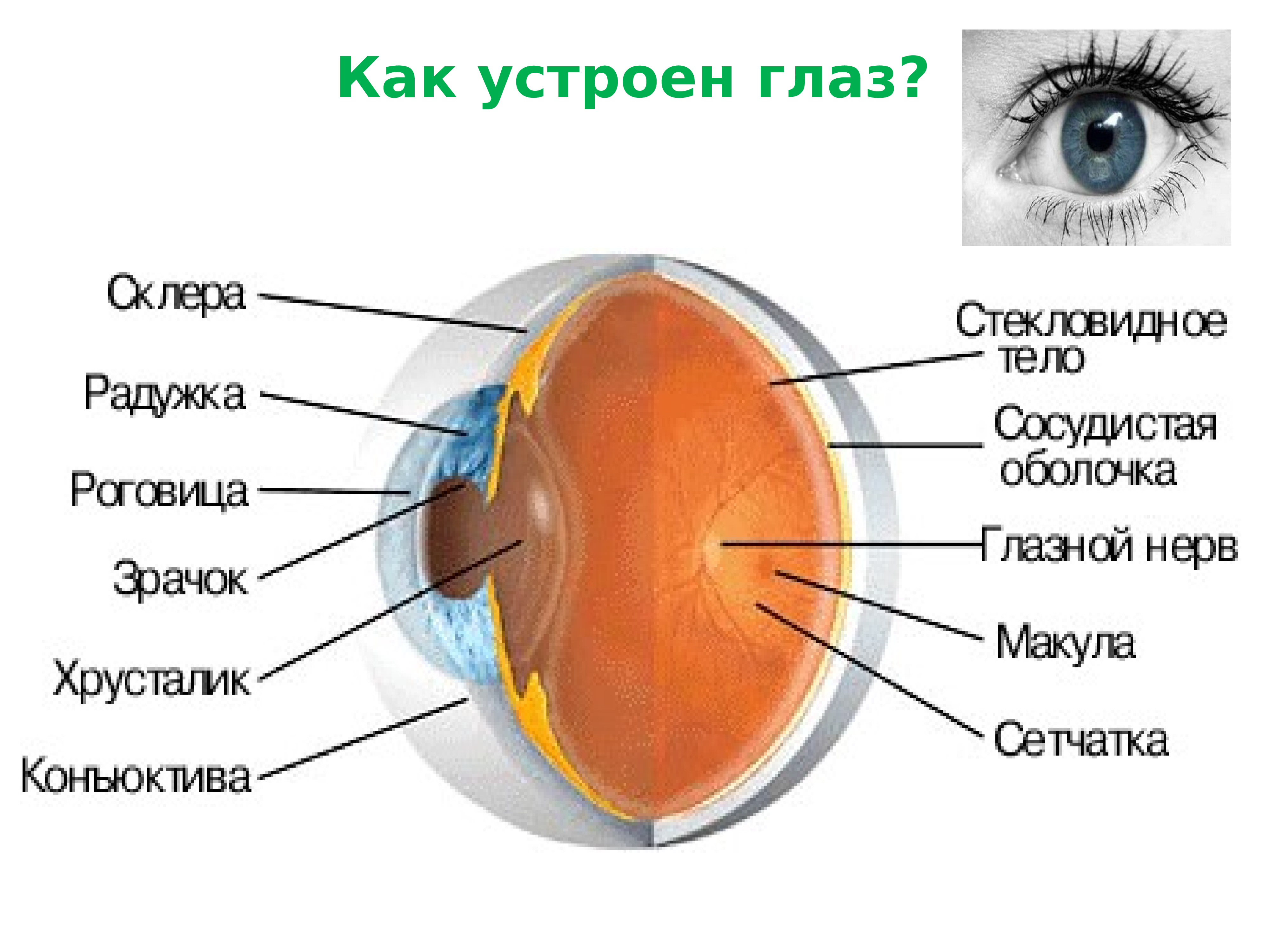 Склера на схеме глаза