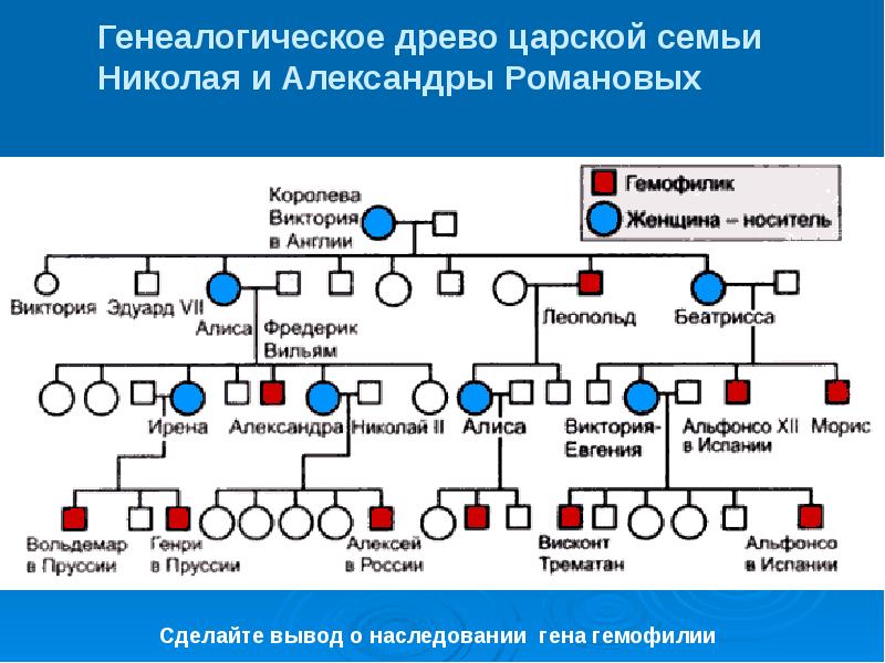 Родословная по цвету волос схема