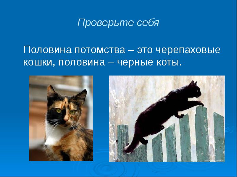 Черепаховая кошка генетика. Генетика кошек. Черепаховый окрас у кошек генетика. Черепаховая окраска кошек генетика.