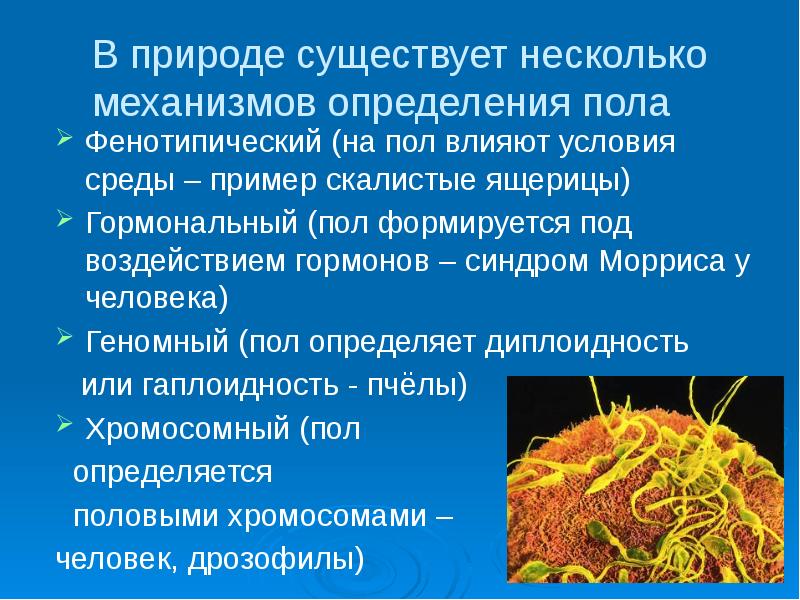 Презентация по биологии 10 класс генетика пола