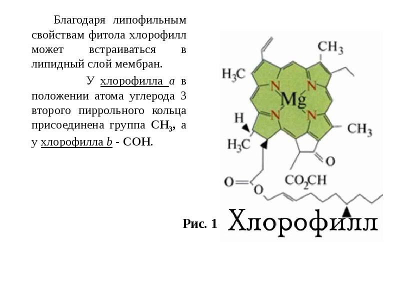 Где находится хлорофилл