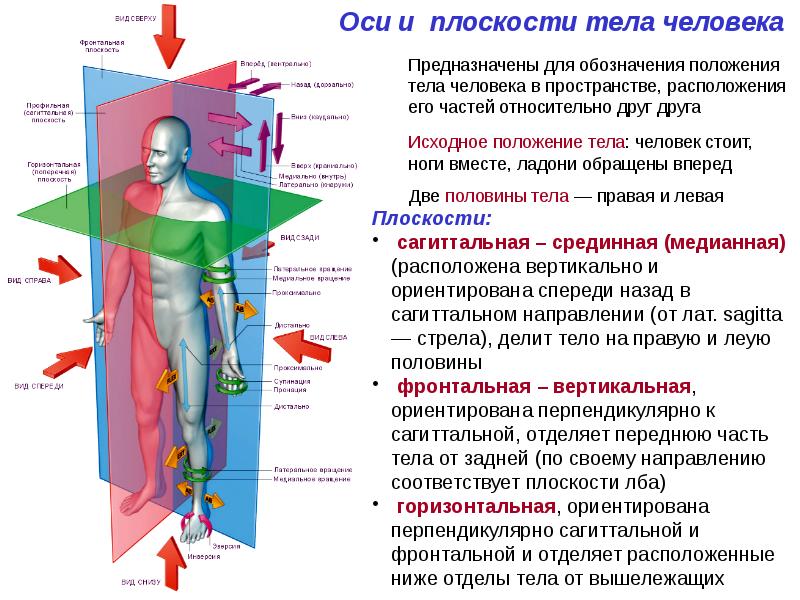 Проект анатомия и физиология человека