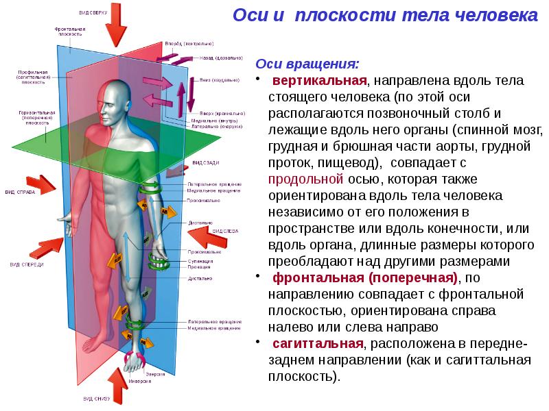 Презентация динамическая анатомия