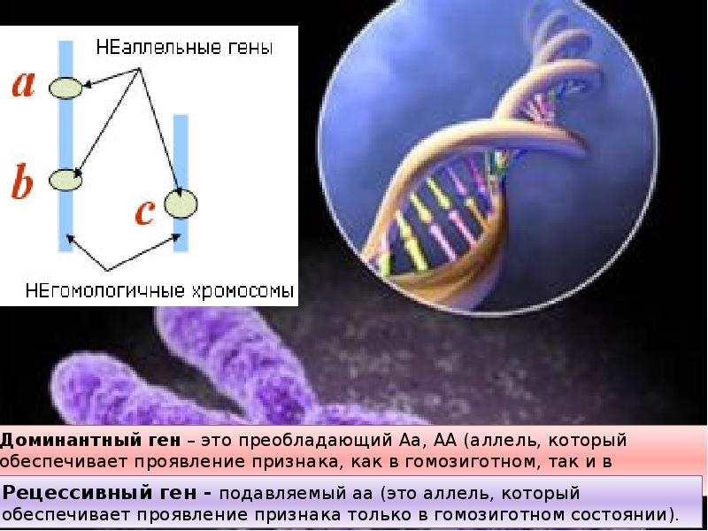 Ген признак. Доминантный ген. Рецессивные гены. Доминантный и рецессивный ген. Генетика рецессивные и доминантные гены.