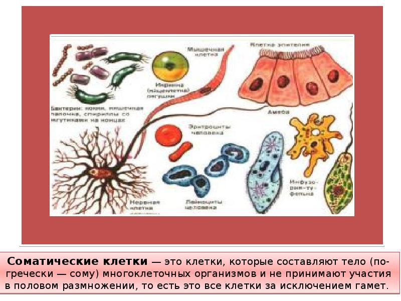 Соматические клетки тела. Соматические клетки. Соматические клетки примеры. Соматические клетки это в биологии. Клетки организма соматические и половые.