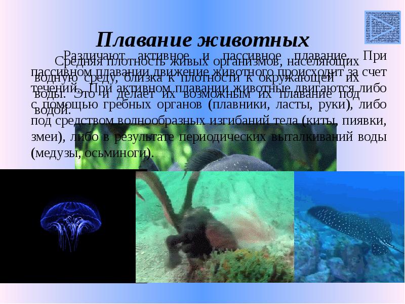 Плавание животных Плавание животных