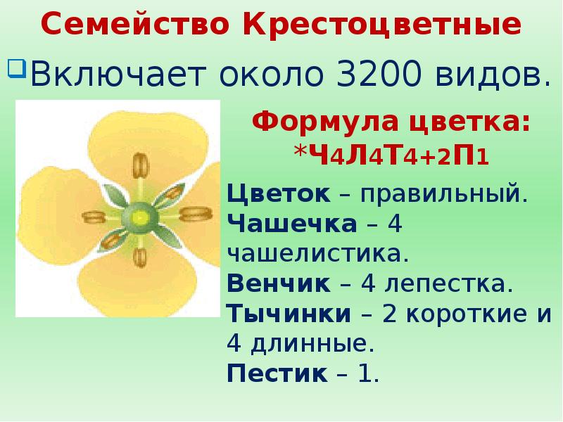 Семейство крестоцветные биология 7 класс