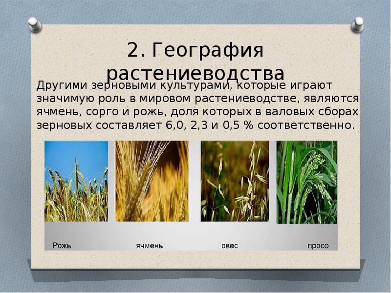 Зерновые культуры география 9 класс. География мирового растениеводства. Растениеводство зерновые культуры. Зерновые культуры география. Растениеводство география производства зерновых культур.