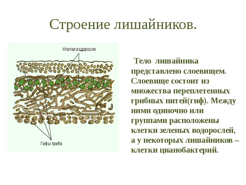 Презентация на тему лишайники 5 класс биология