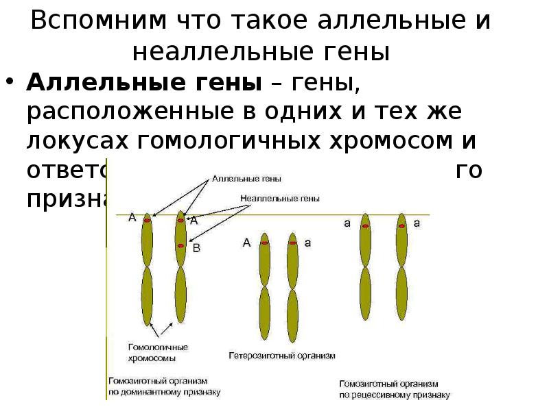 Гены расположенные в локусах гомологичных хромосом