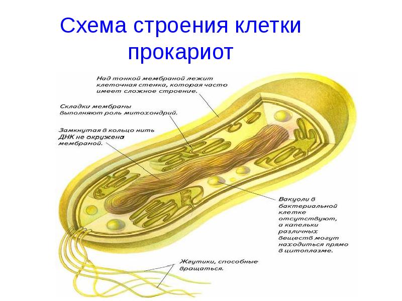 Схема прокариотической клетки