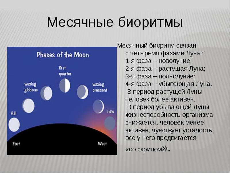 Проект биоритмы жизни презентация