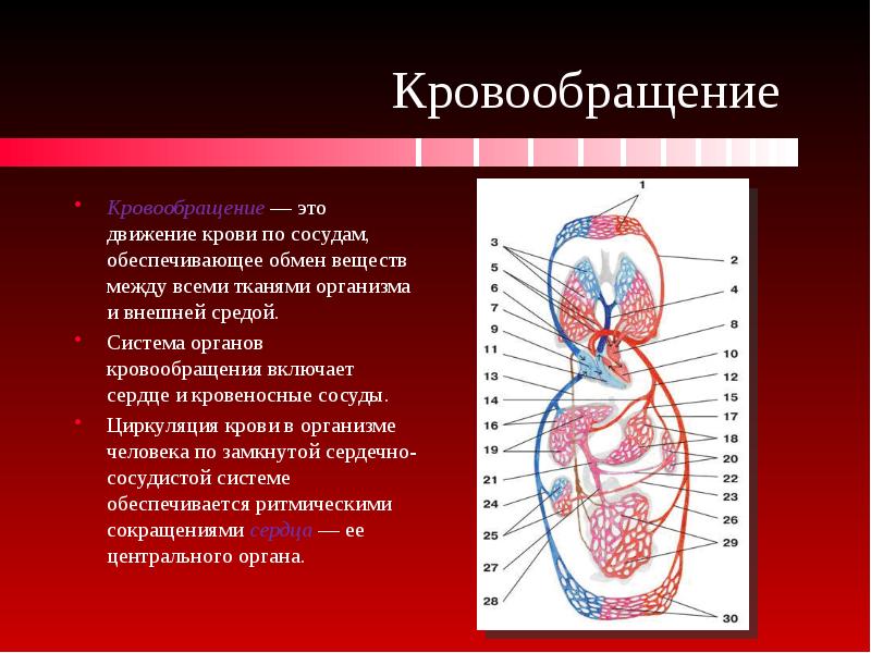 Кровеносные сосуды презентация