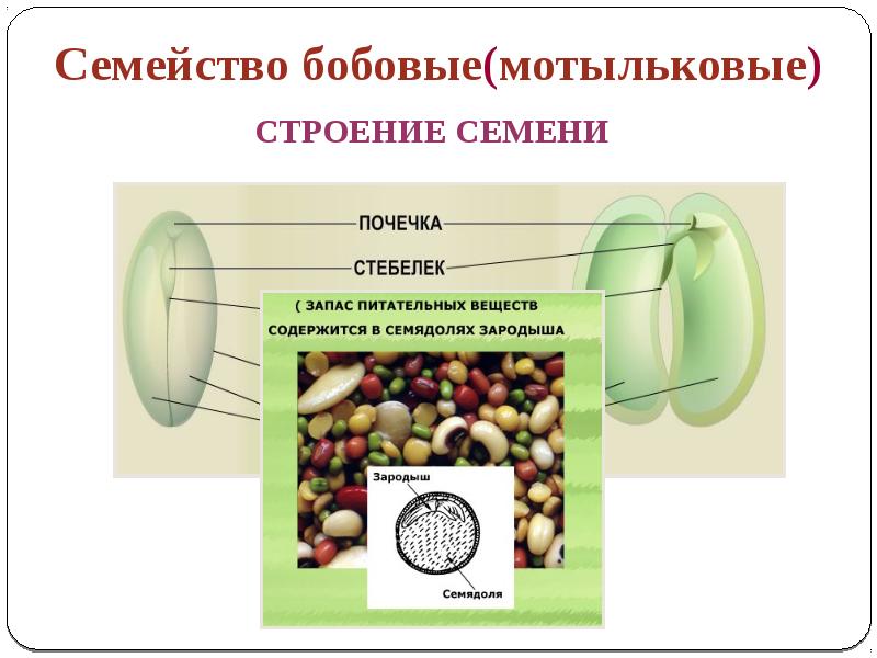 Семейство мотыльковые. Структура семя бобов. Строение бобовых. Строение бобовых культур. Семейство бобовые строение.