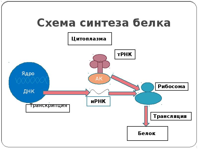 Синтез белка схема