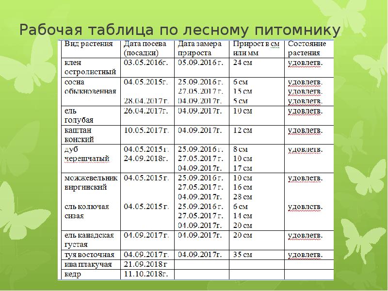 Проект лесного питомника