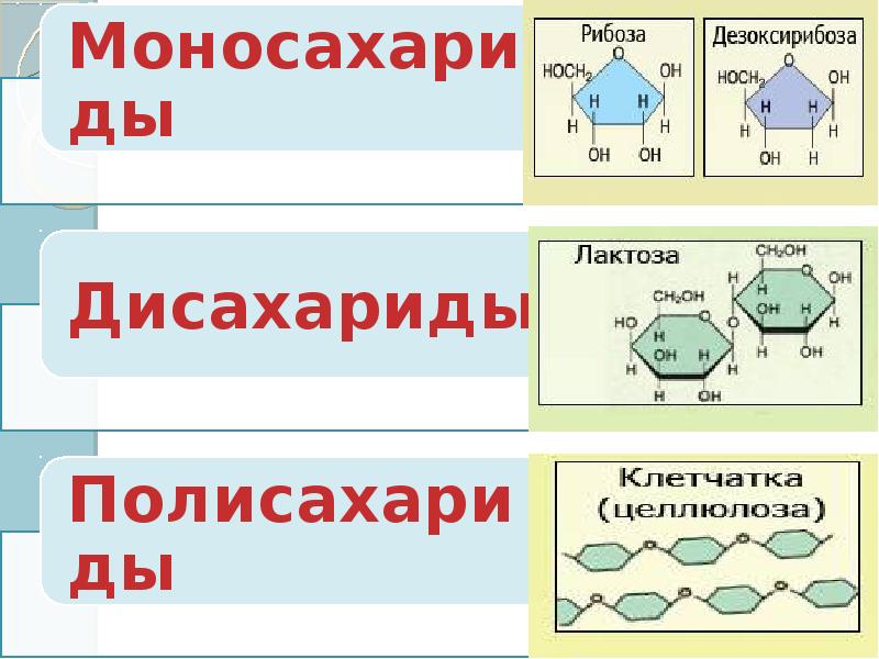 Вещества клетки углеводы. Строение углеводов в клетке. Химия клетки углеводы. Строение углеводов рисунок. Органические вещества клетки углеводы.