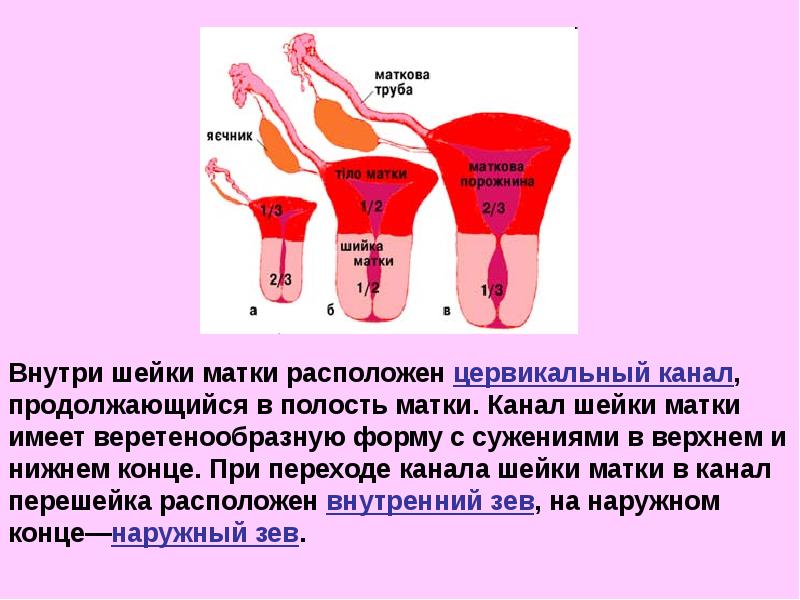 Где находится цервикальный канал у женщин рисунок