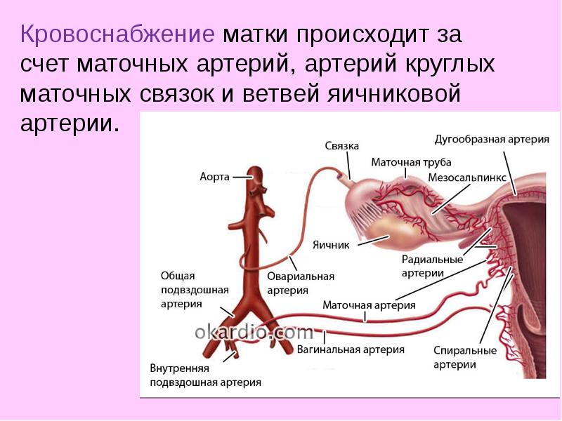 Сосудистый рисунок выражен в матке что это значит