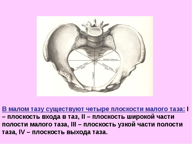 Органы малого таза у женщин фото спереди с обозначениями расположение