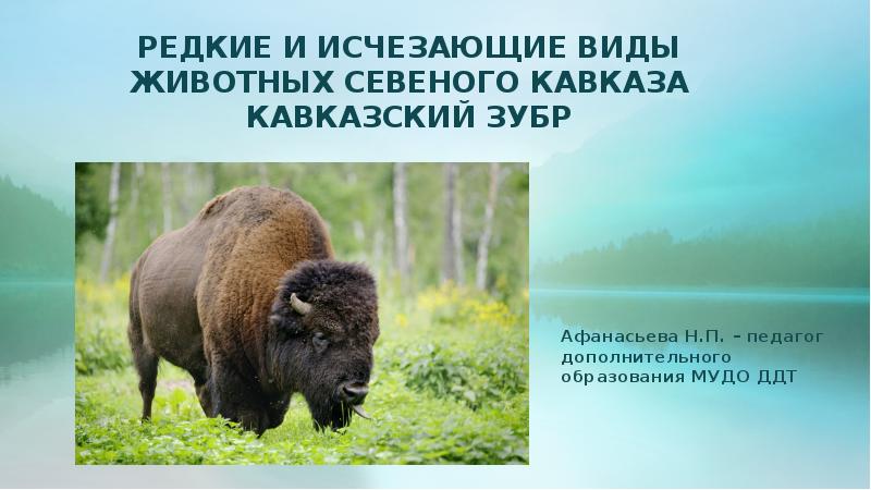 Кавказский зубр презентация