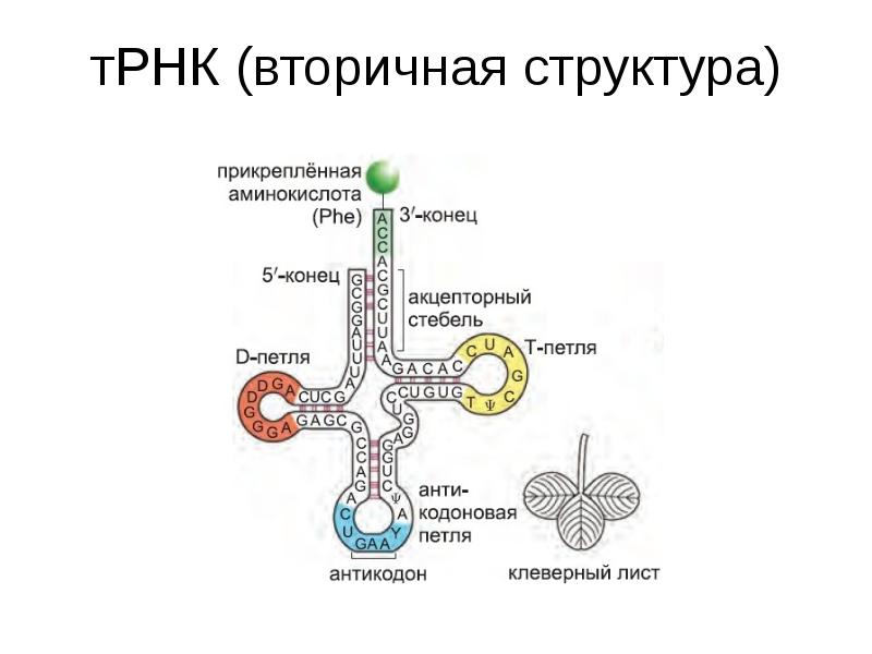 Строение трнк рисунок