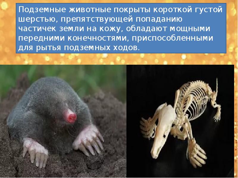 Приспособления подземных млекопитающих. Подземные млекопитающие. картинки подземных животных. подземные млекопитающие приспособления. приспособления у подземных животных.