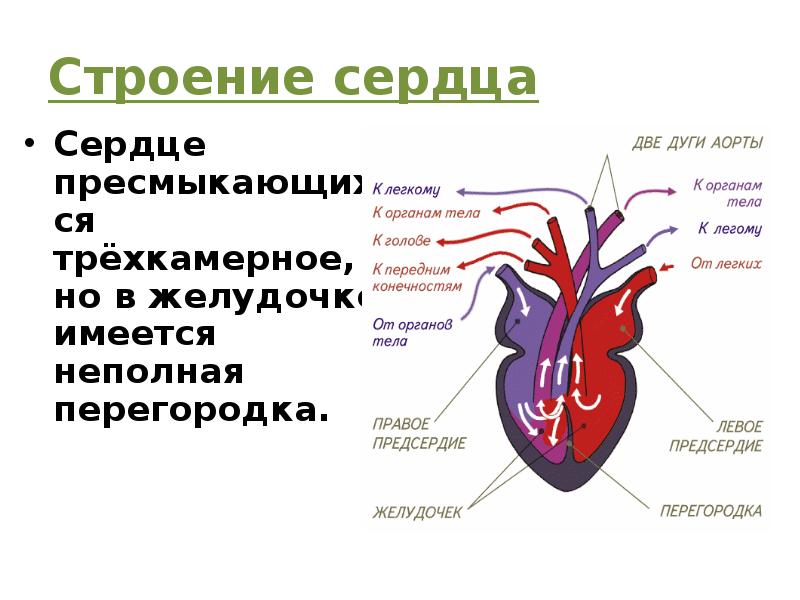 Сердце рептилий с неполной перегородкой