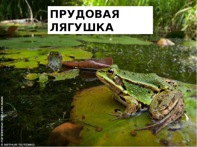 Фото жабы и лягушки отличия