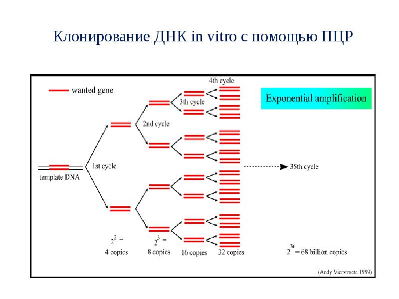 Презентация днк бренда