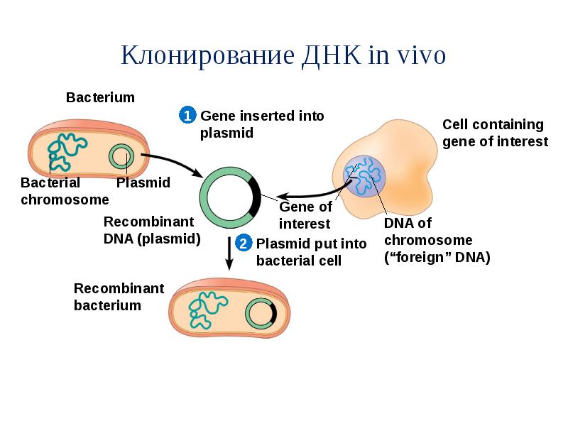 Клонирование гена картинки