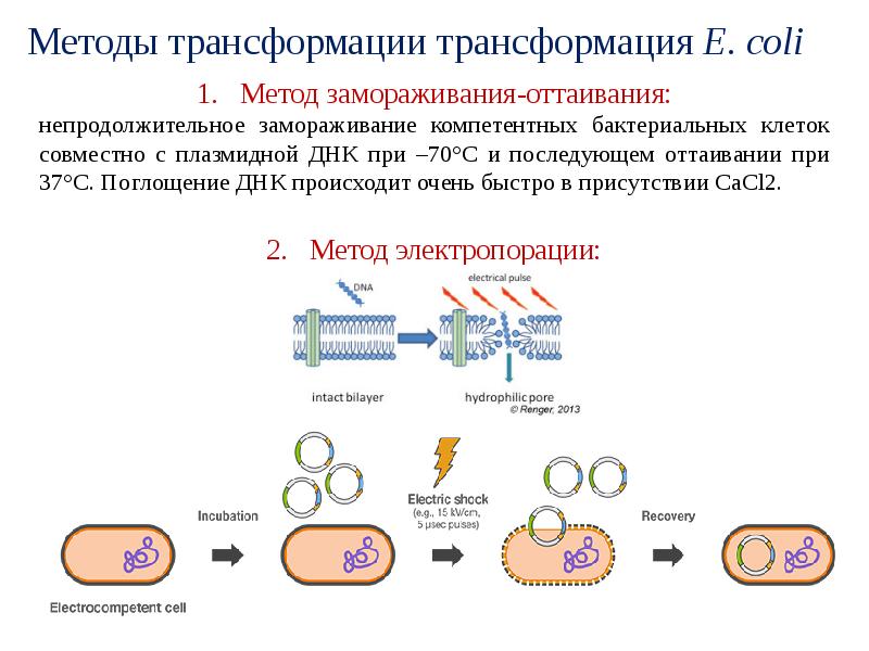 Рекомбинантты вакциналар презентация