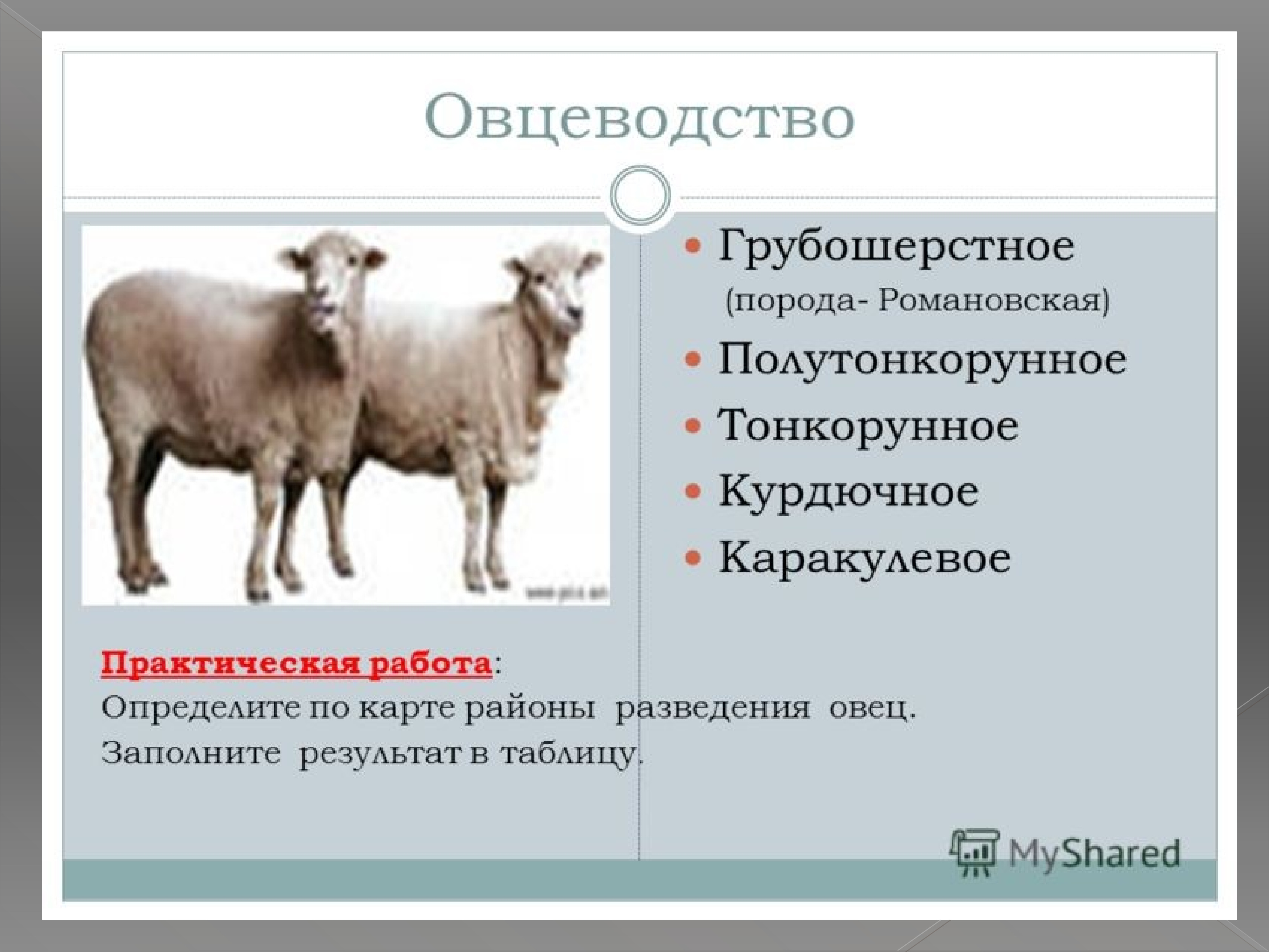 Направление животноводства в россии. Породы овец тонкорунные полутонкорунные грубошерстные. Овцеводство отрасль животноводства. Презентация 9 класса про животноводство. Скотоводство овцеводство.
