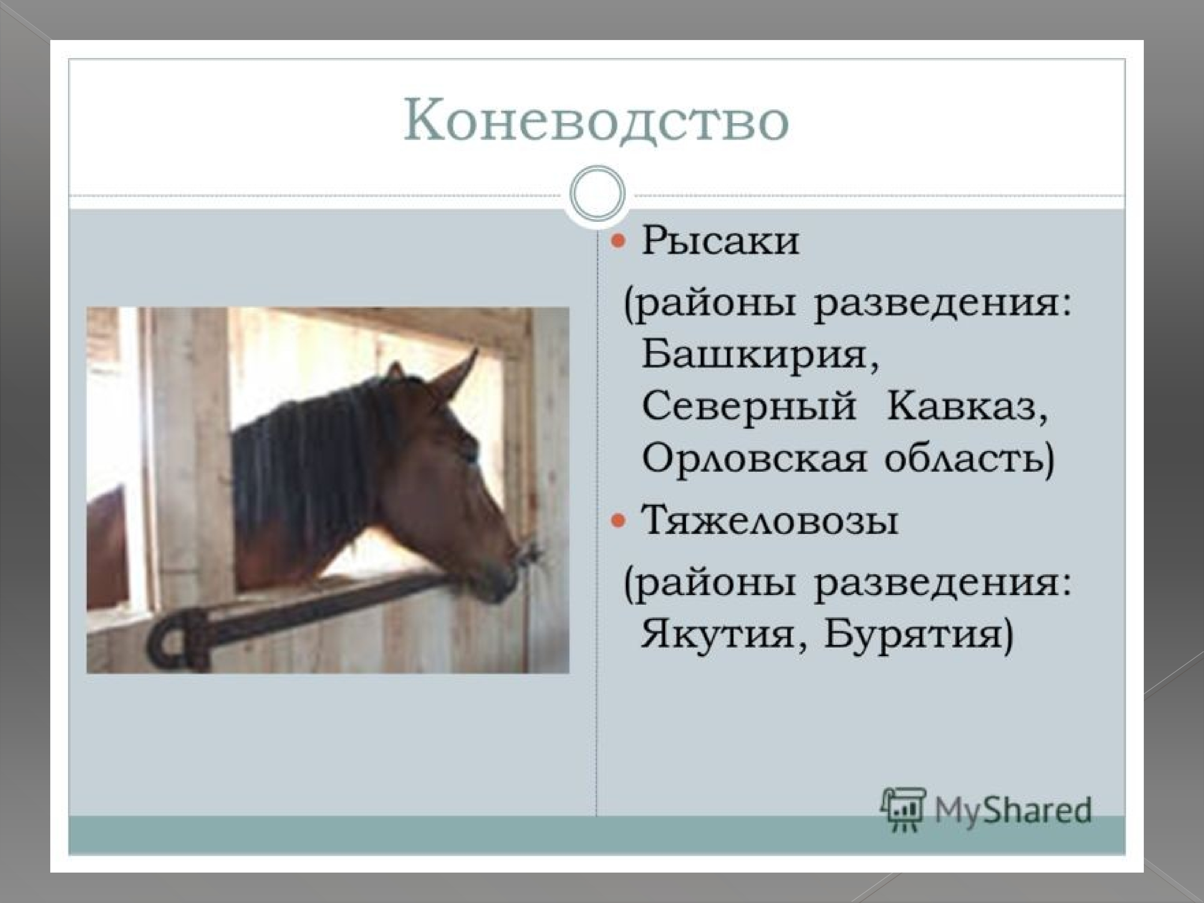 География 9 класс животноводство. Коневодство районы размещения. Коневодство в России районы. Коневодство факторы размещения. Коневодство презентация.