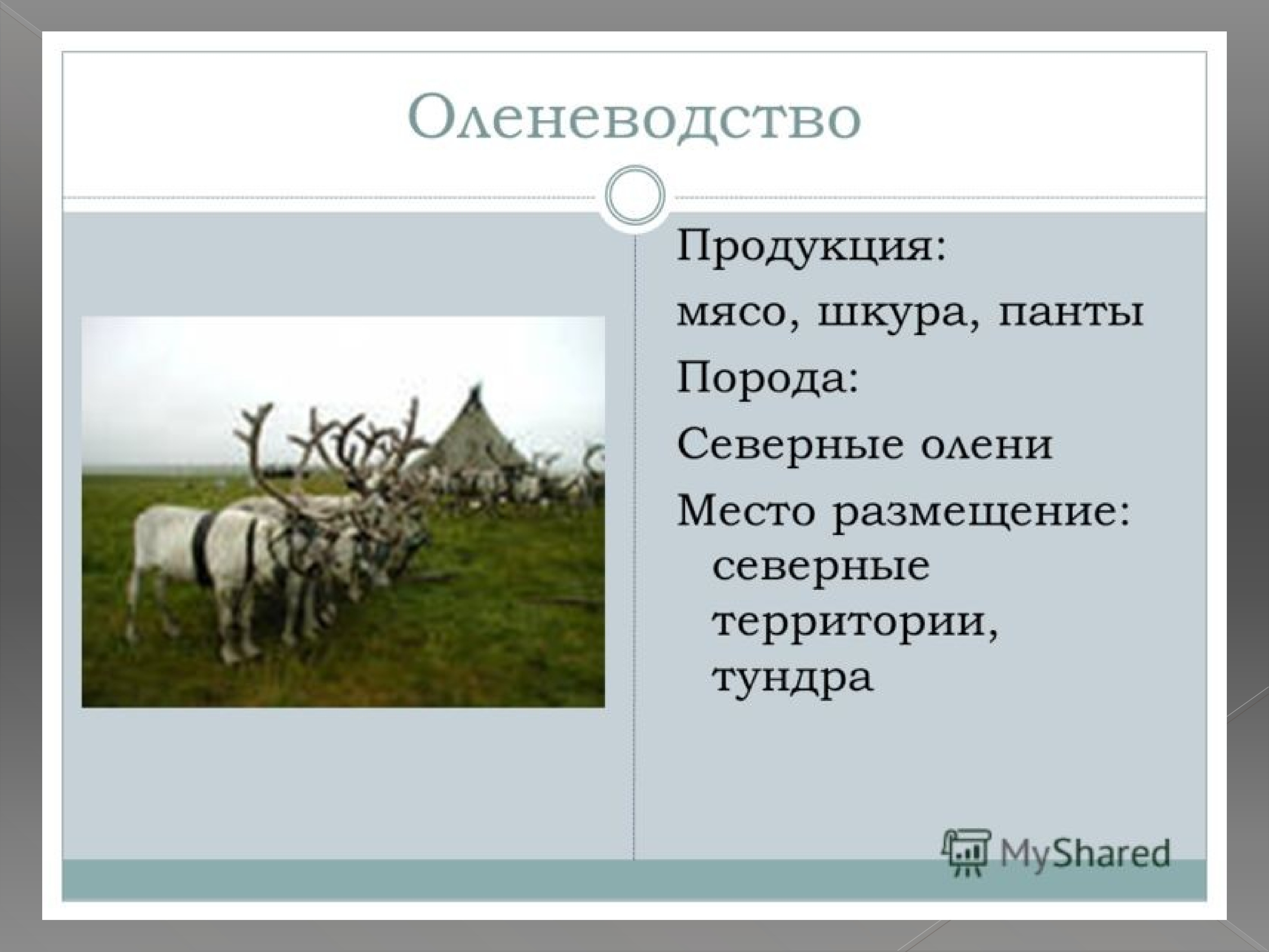 География 9 класс презентация сельское хозяйство животноводство