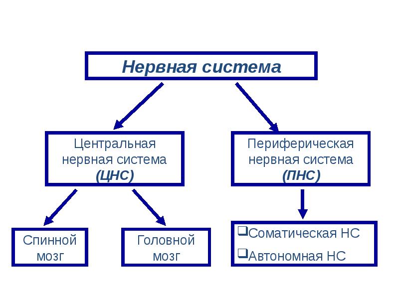 Отделы нервной системы рисунок