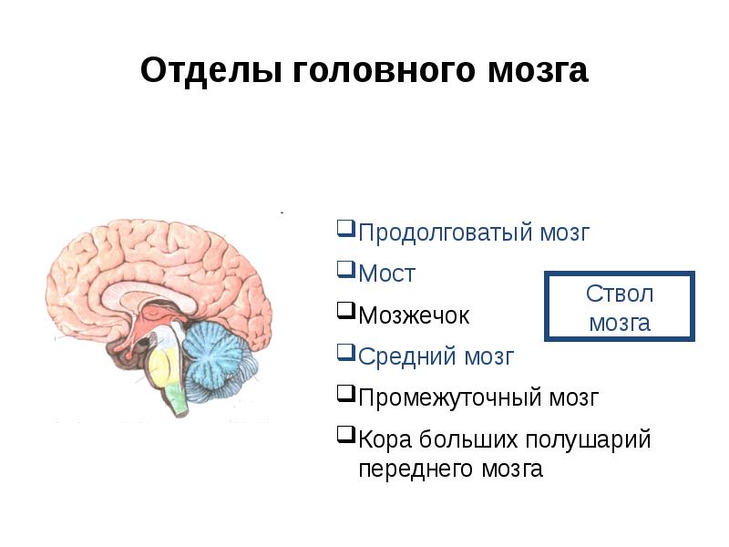 Функции отделов головного мозга. Перечислите основные отделы головного мозга.. Основные пять отделов головного мозга:. Головной мозг состоит из 5 отделов. Функции пяти отделов головного мозга.