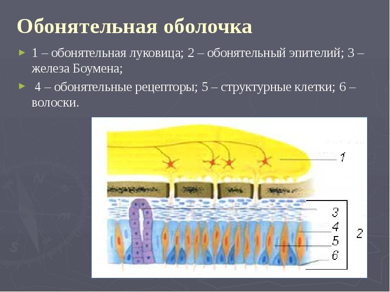 Обонятельные волоски. Обонятельный Рецептор волоски. Обонятельные волоски неподвижны. Слой обонятельных волокон.