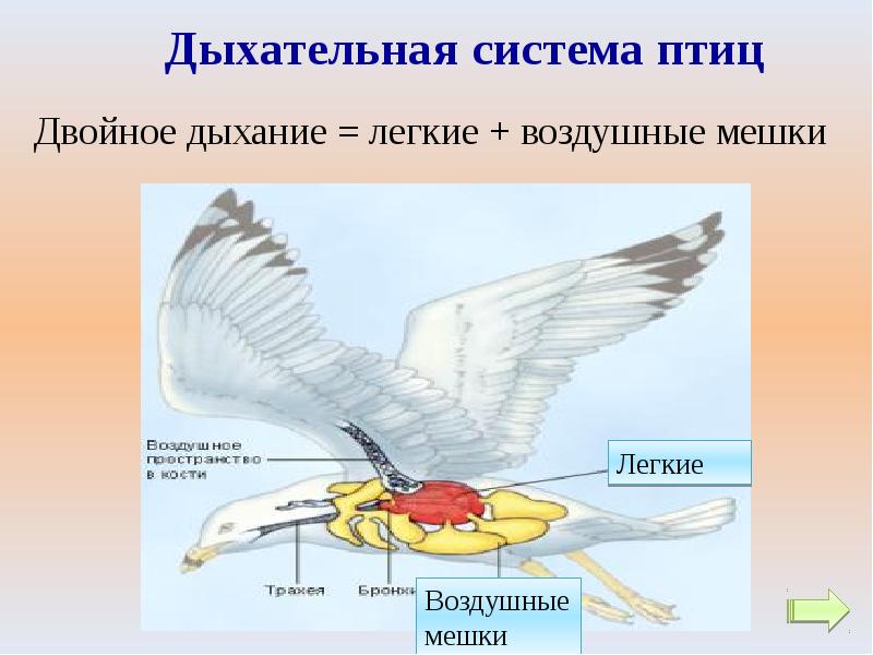 Презентация класс птицы 3 класс