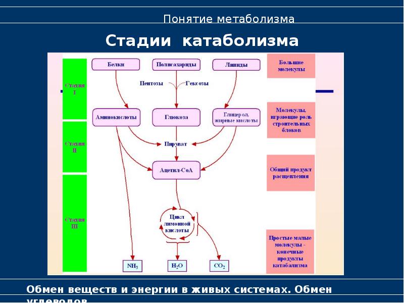 Схема метаболизма человека полная