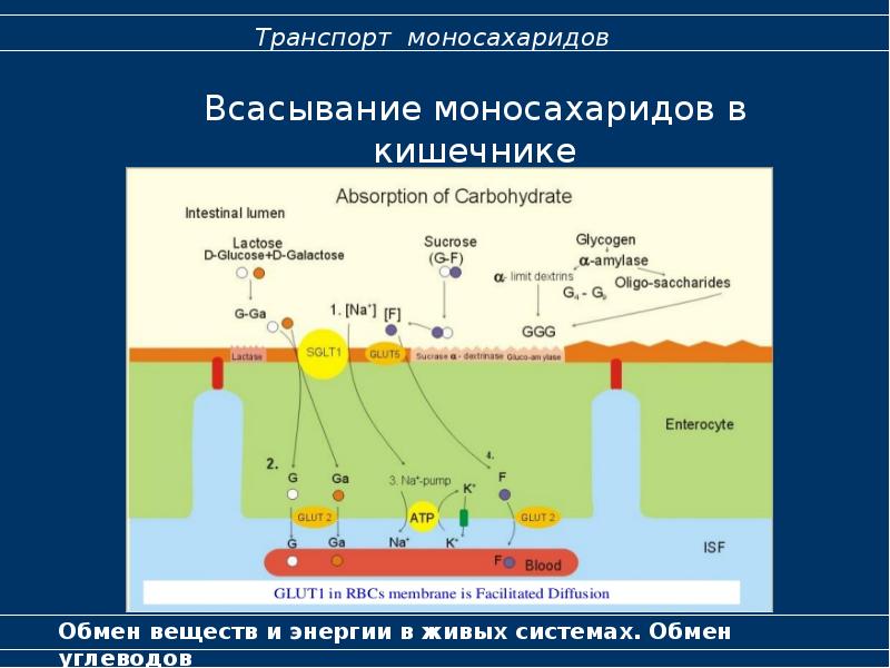 Обмен углеводов биохимия презентация