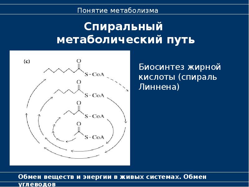 Понятие метаболизм. Спиральные метаболические пути. Понятие о метаболизме. Понятие о метаболизме метаболических путях. Понятие о метаболических путях биохимия.