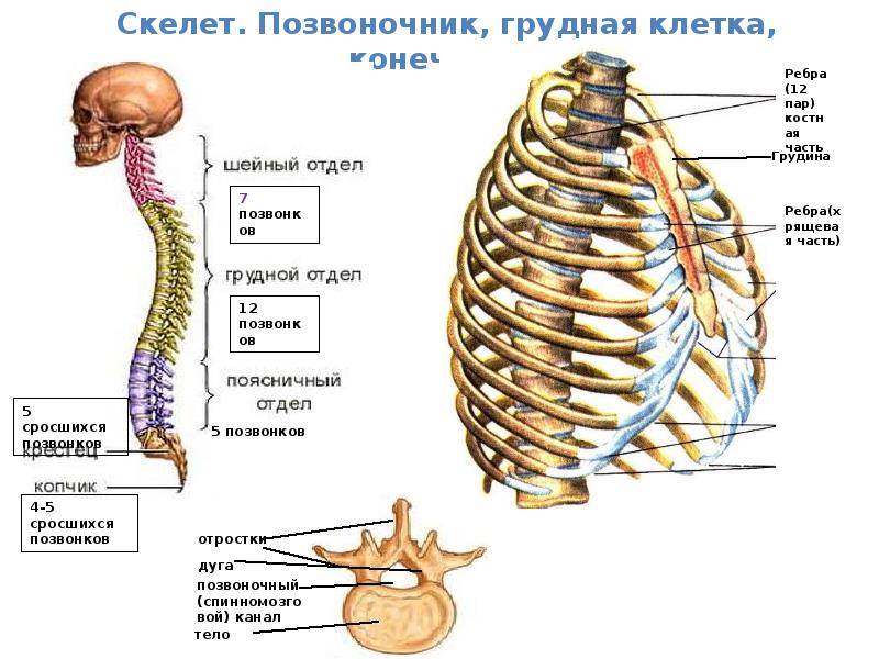 Скелет человека опорно двигательная система